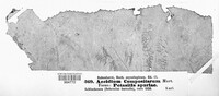 Aecidium compositarum image